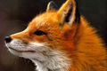 Red Fox