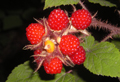 Wineberries