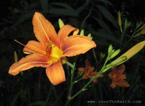 Daylily